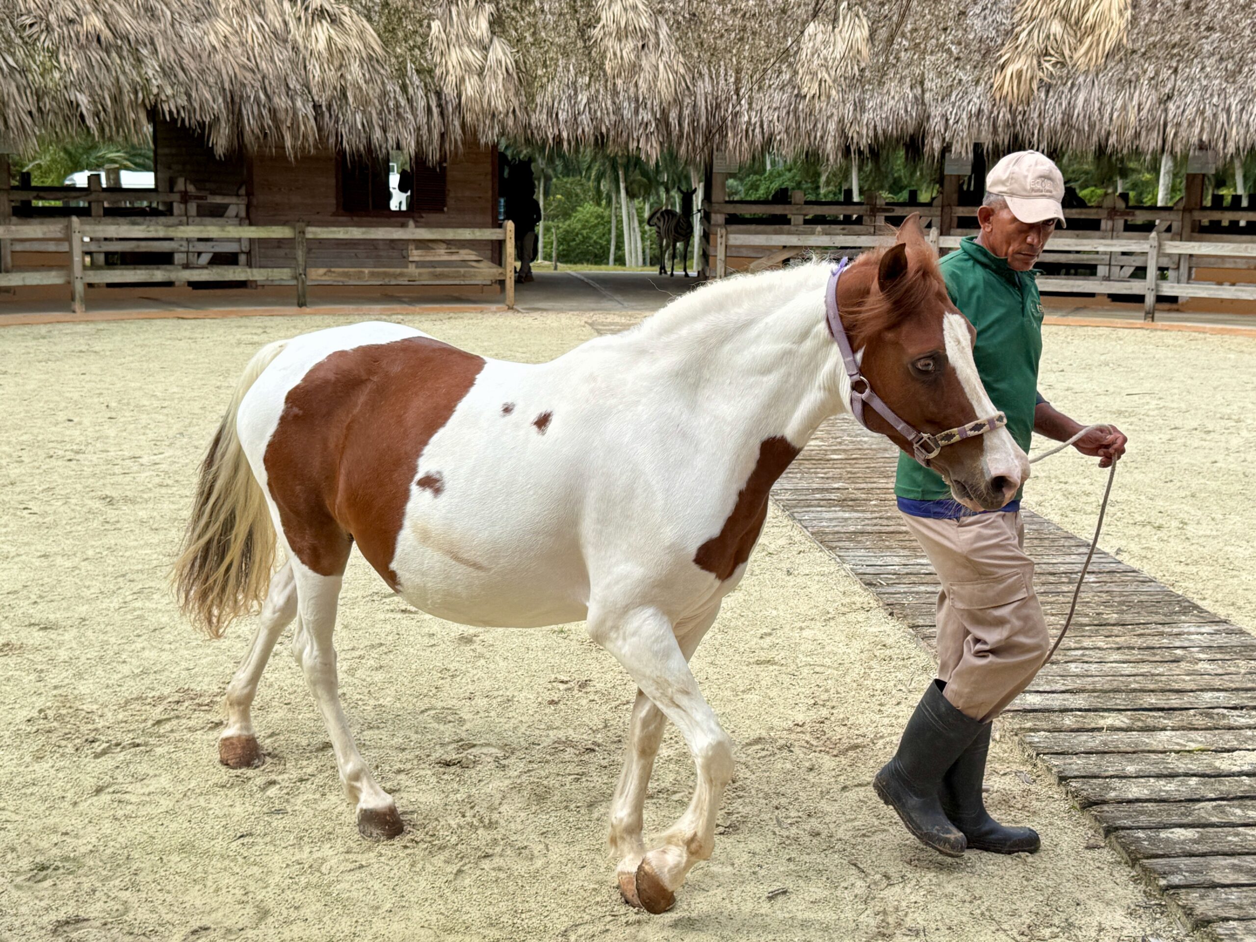 8 Gentle Horse Breeds That Prefer Bonding With Humans Than Horses