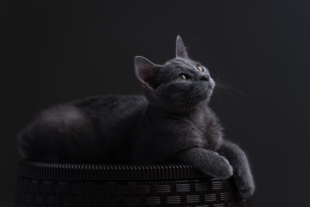 Russian Blue: The Shy Scheduler (image credits: pixabay)