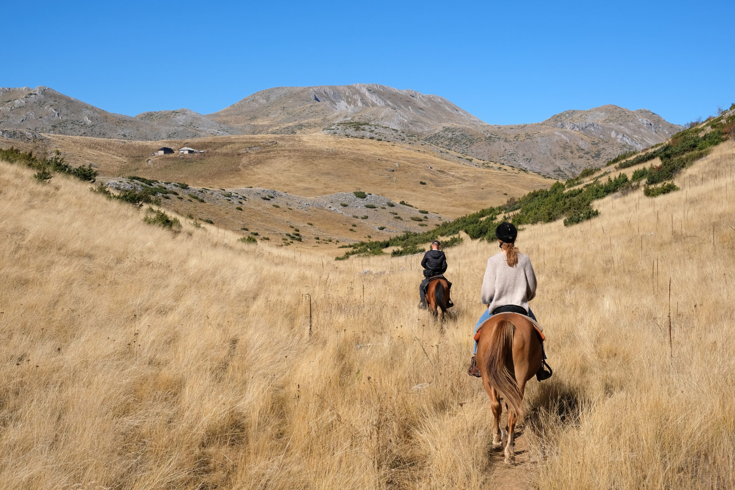 Different Types of Exercise for Horses (image credits: wikimedia)