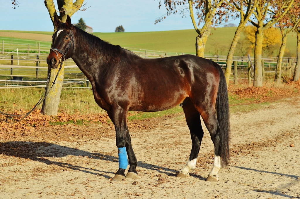 Customizing Exercise for Special Needs Horses (image credits: rawpixel)