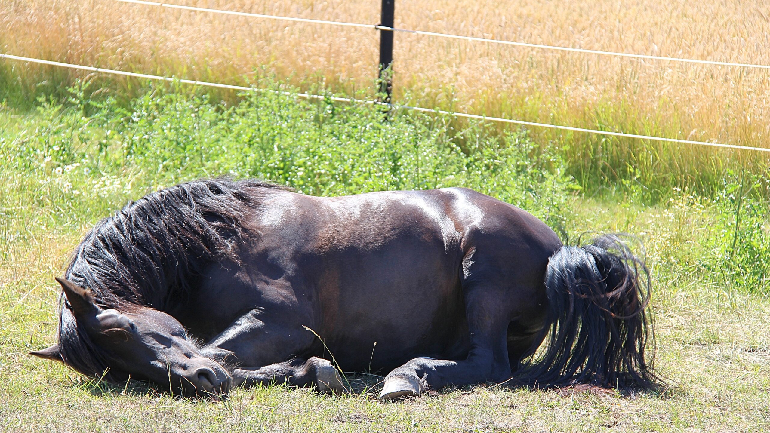 Recognizing When Your Horse Needs a Rest Day (image credits: wikimedia)