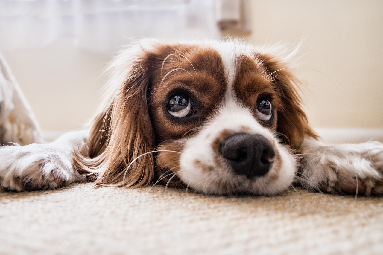 Cavalier King Charles Spaniel: The Sweetheart of High-Rises (image credits: pixabay)