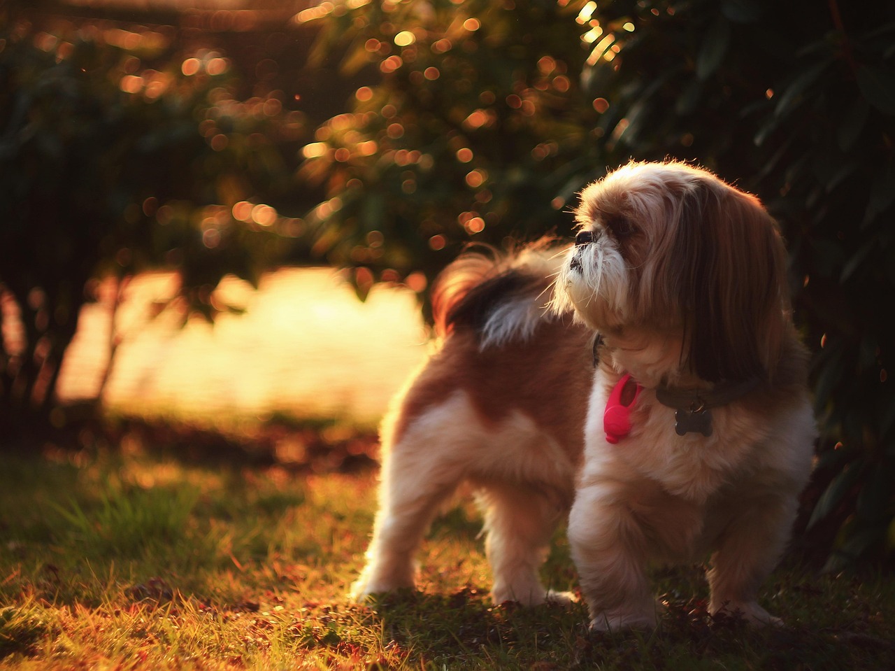 Shih Tzu: The Regal Roommate (image credits: pixabay)