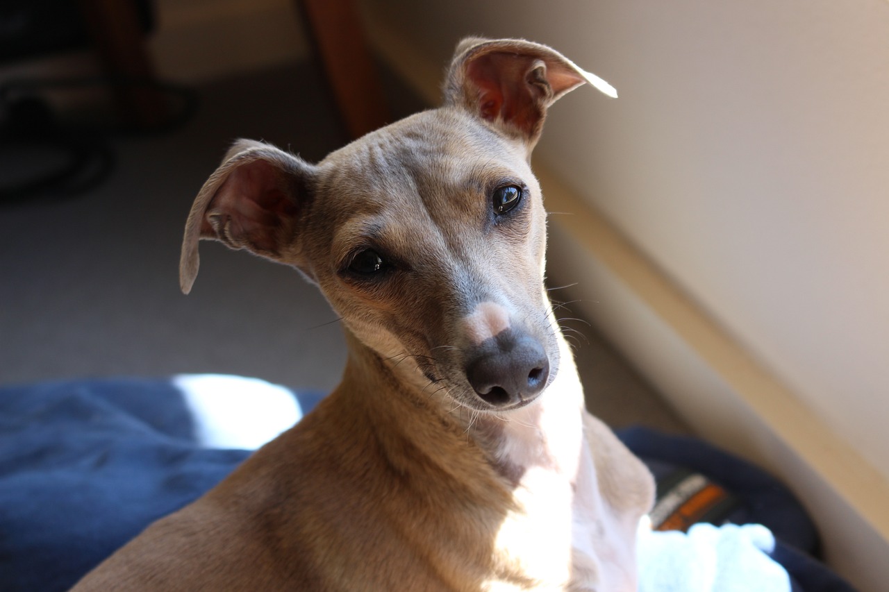Italian Greyhound: The Sleek City Slicker (image credits: pixabay)