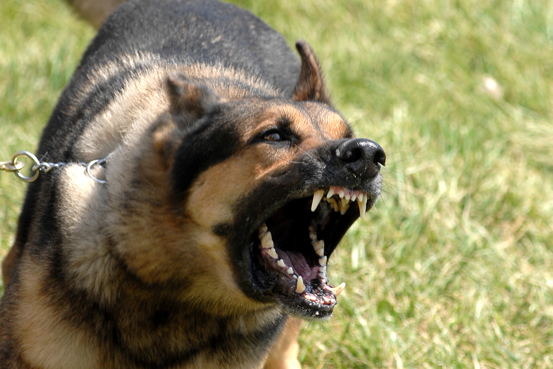 Barking at Unusual Noises (image credits: wikimedia)