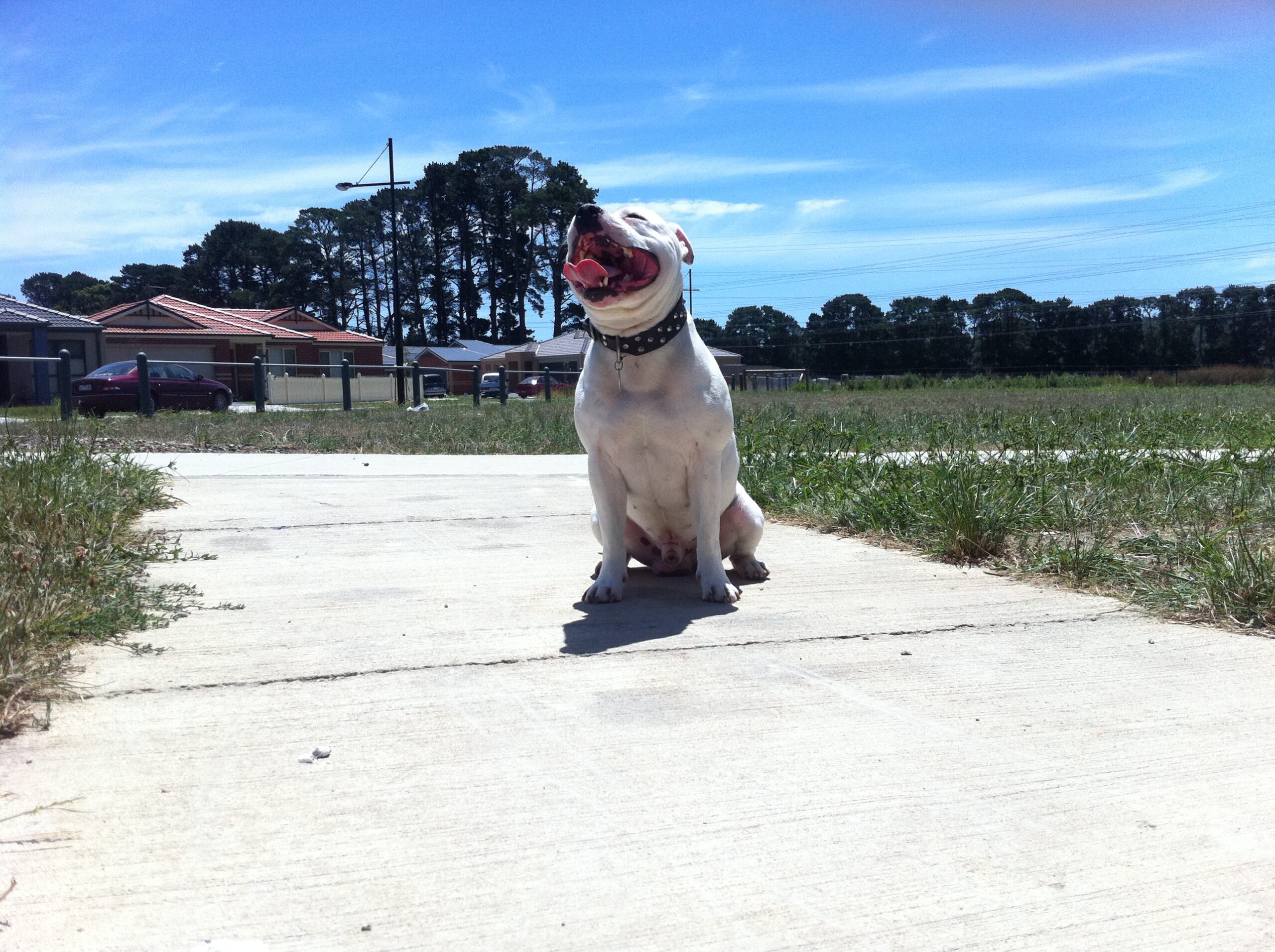 Training Triumphs and Troubles: A Test of Wills (image credits: wikimedia)