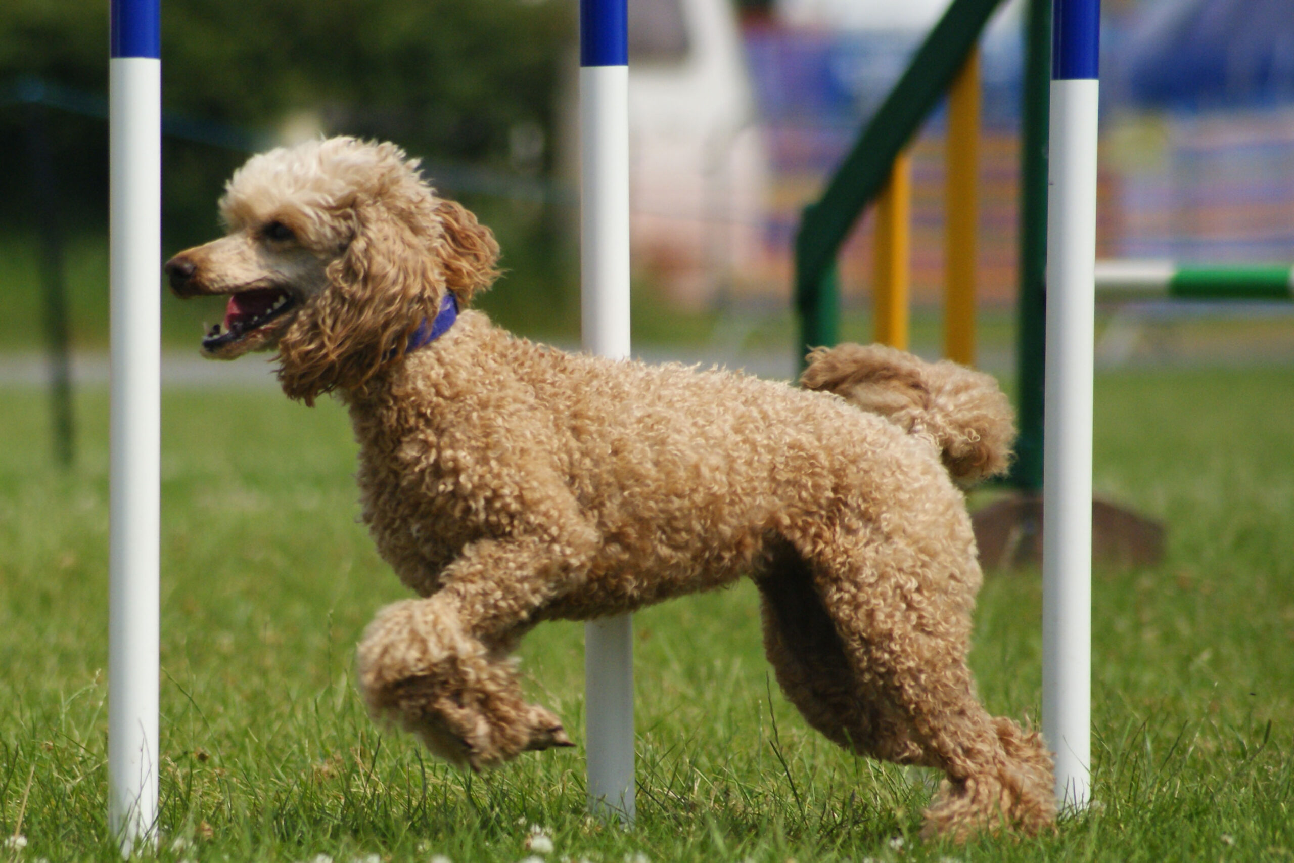 Poodles Excel in Dog Sports and Activities (image credits: wikimedia)