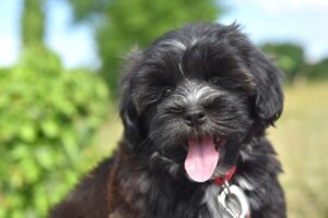 How Havanese Happiness Follows Owners Everywhere