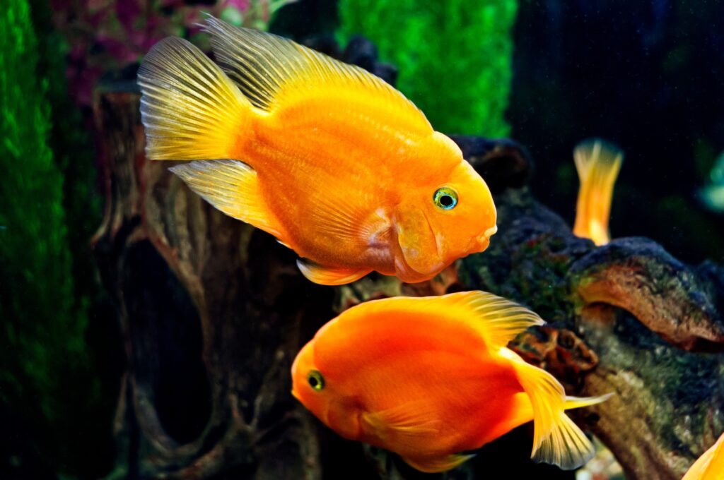 How Many Parrot Fish Should You Keep in a Tank