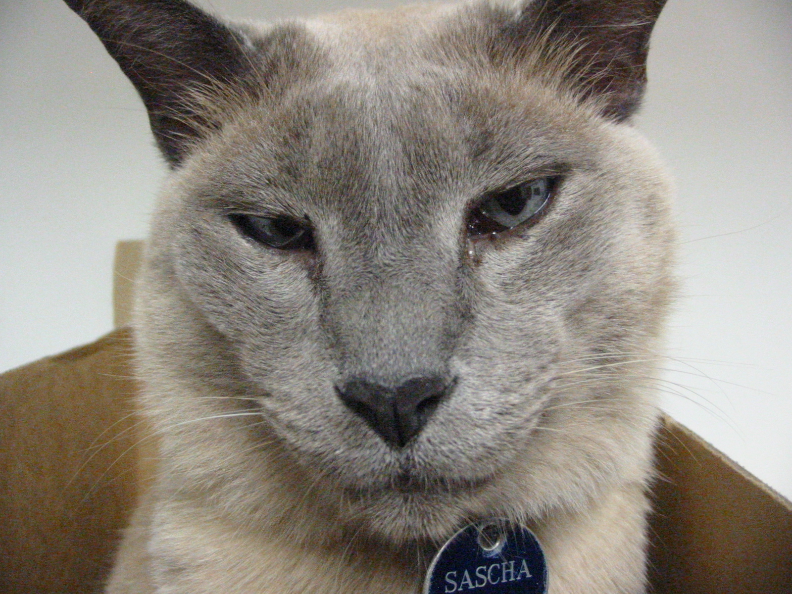 9. Tonkinese (image credits: wikimedia)