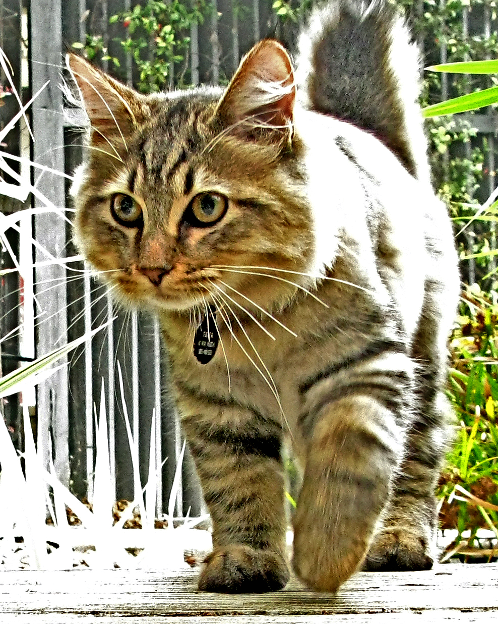 10. American Bobtail (image credits: wikimedia)