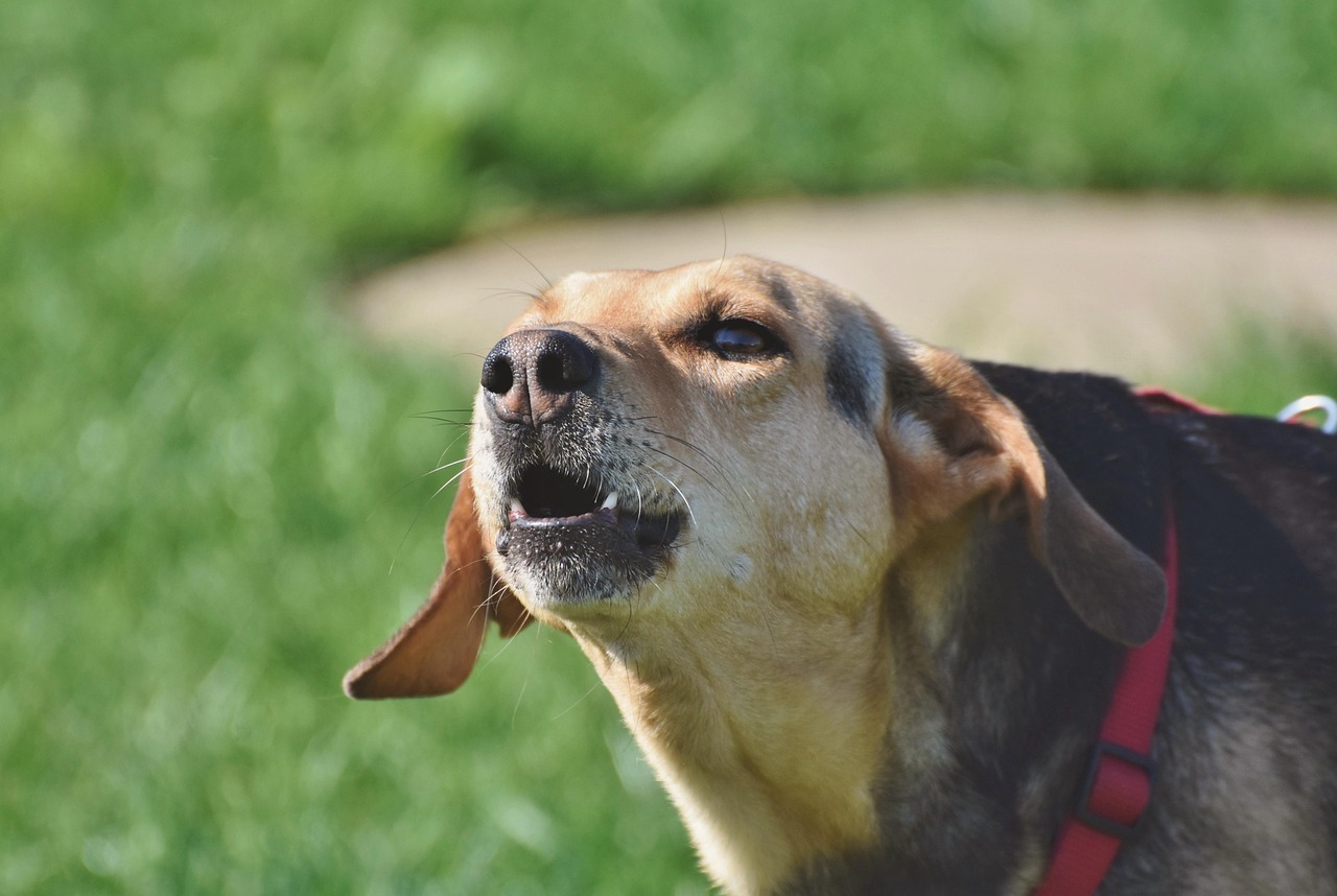 6. Sudden Barking or Whining (image credits: pixabay)