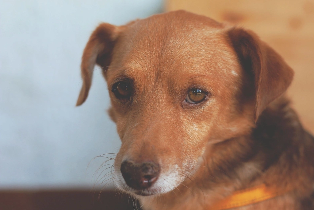 Eyes That Speak Volumes: The Window to Canine Moods (image credits: rawpixel)