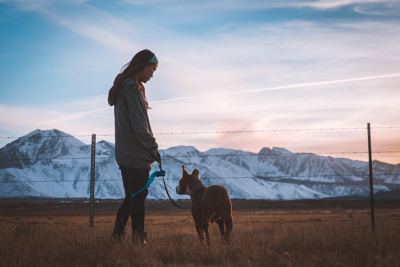 Building Confidence in Shy Dogs (image credits: pixabay)