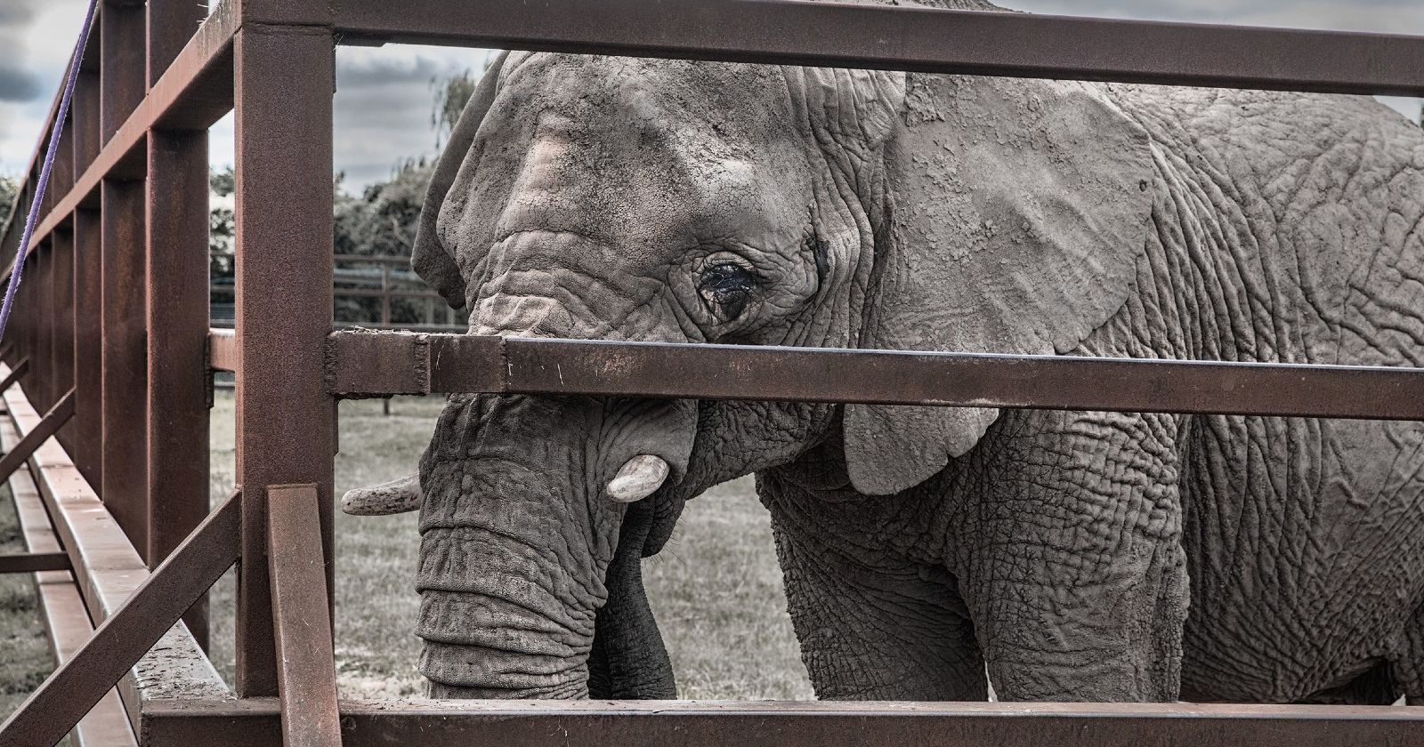 Breaking the Silence: Born Free Exposes the Harsh Reality of Captive Elephants in Zoos