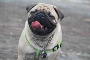 Snorty, Stubborn, and So Sweet: Why Pugs Steal Hearts