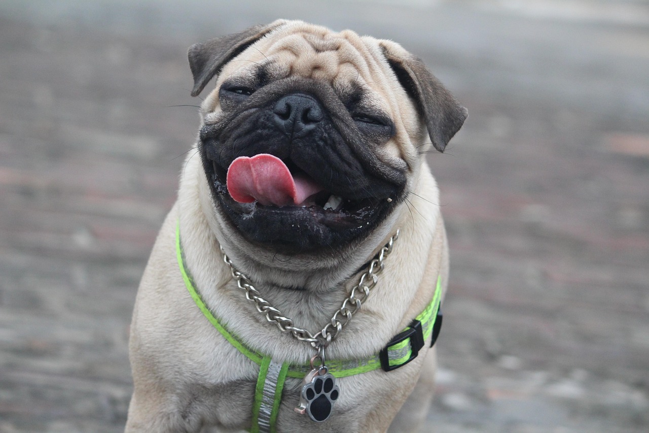 10 Pug Problems That Are Equal Parts Hilarious and Concerning