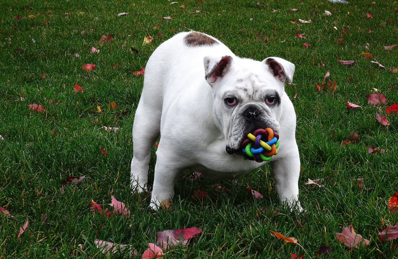Choose Durable, Green Toys (image credits: pixabay)