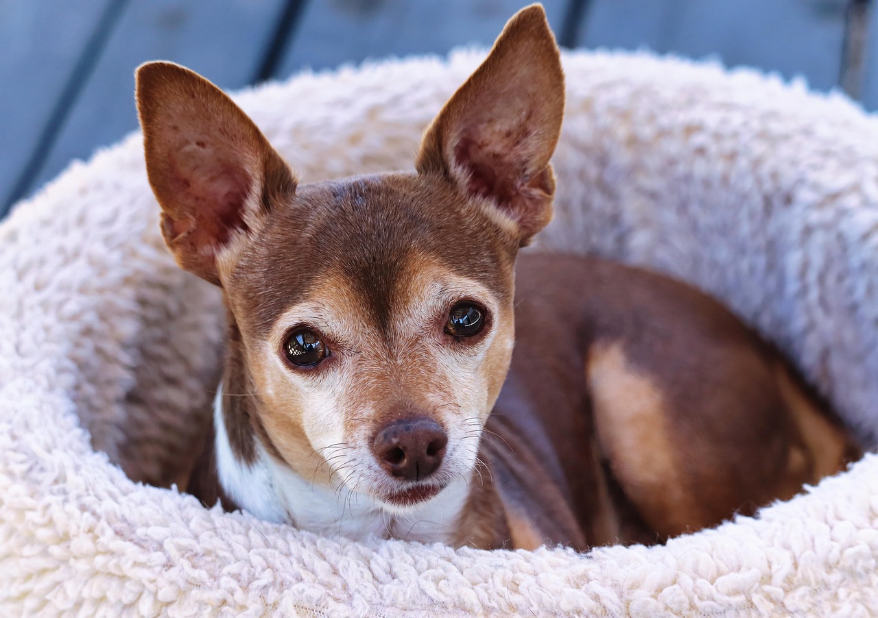 Reduce, Reuse, Recycle—Even for Dogs (image credits: pixabay)