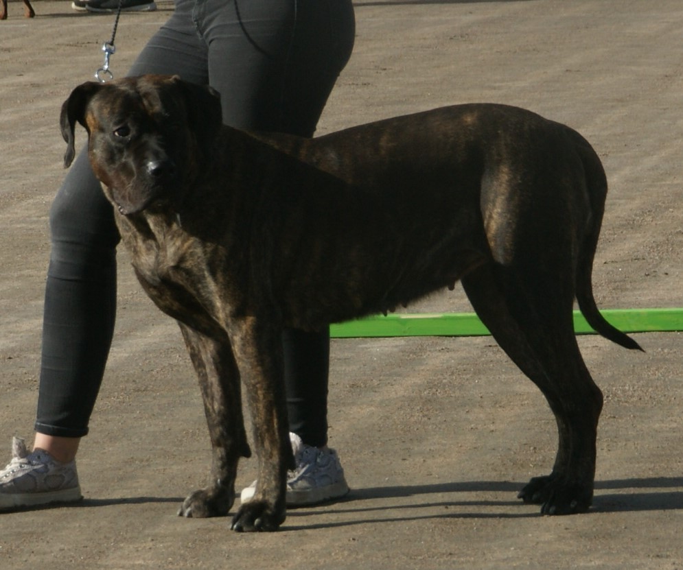 Needs Consistent, Experienced Training (image credits: wikimedia)