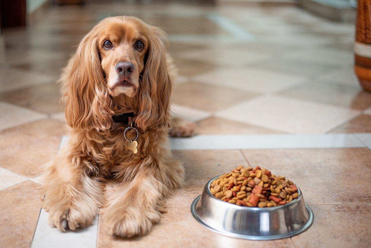 Sustainable Dog Food Choices (image credits: pixabay)