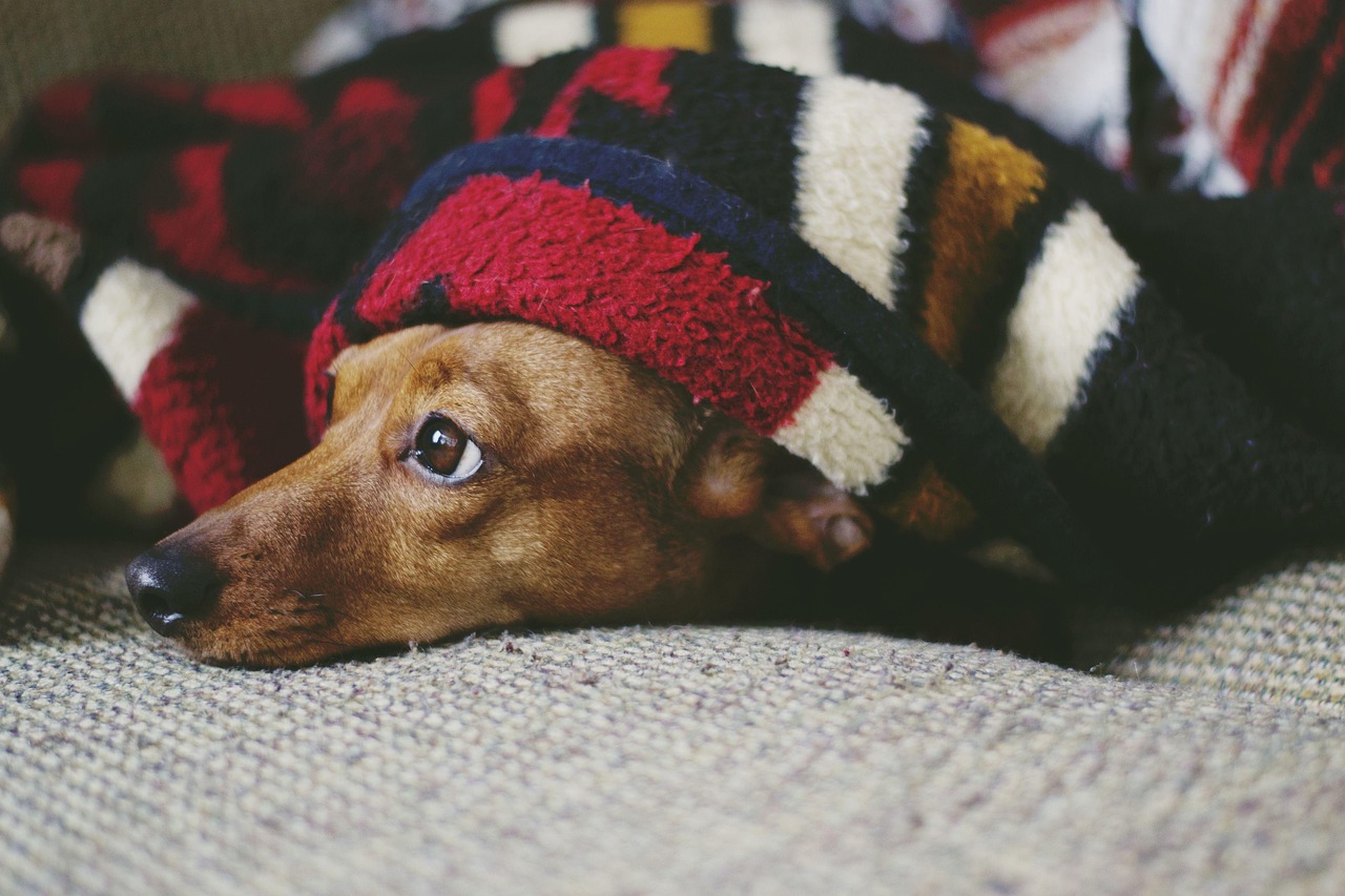The Burrower: Searching for Warmth and Security (image credits: pixabay)