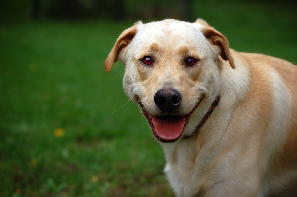 6. Soft Eye Contact: The Look of Love (image credits: wikimedia)