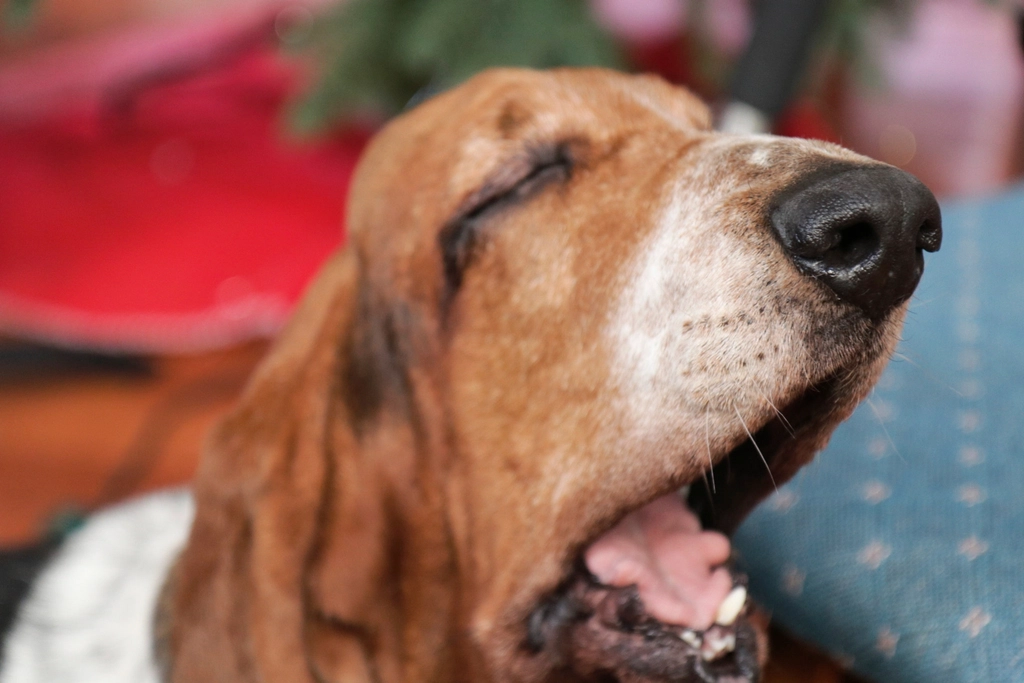 12. Yawning Excessively: Not Tired, Just Needing Space (image credits: rawpixel)