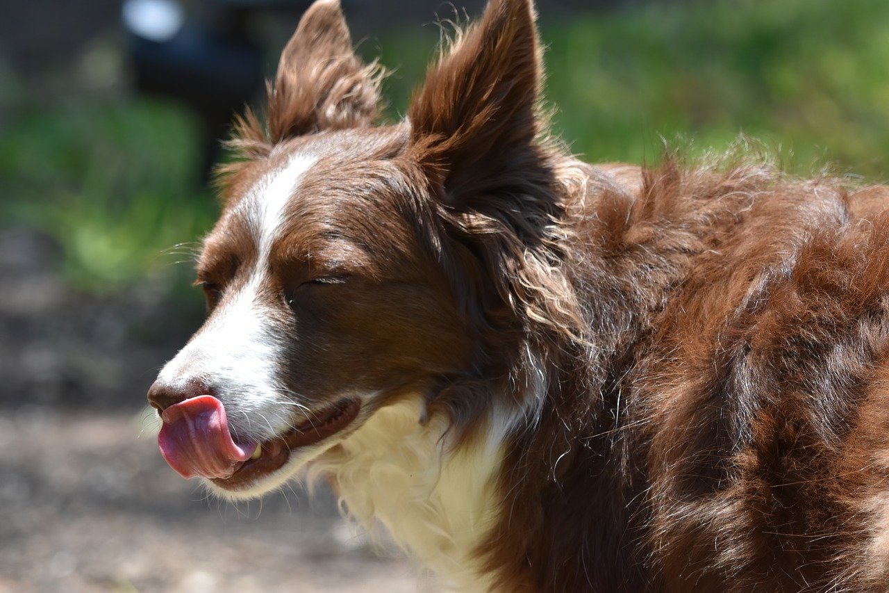 13. Lip Licking and Nose Licking: Subtle Signs of Discomfort (image credits: pixabay)