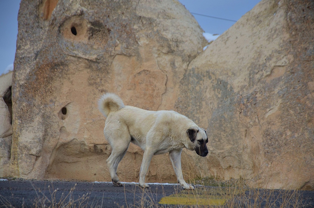 Kangal Shepherd Dog (image credits: pixabay)