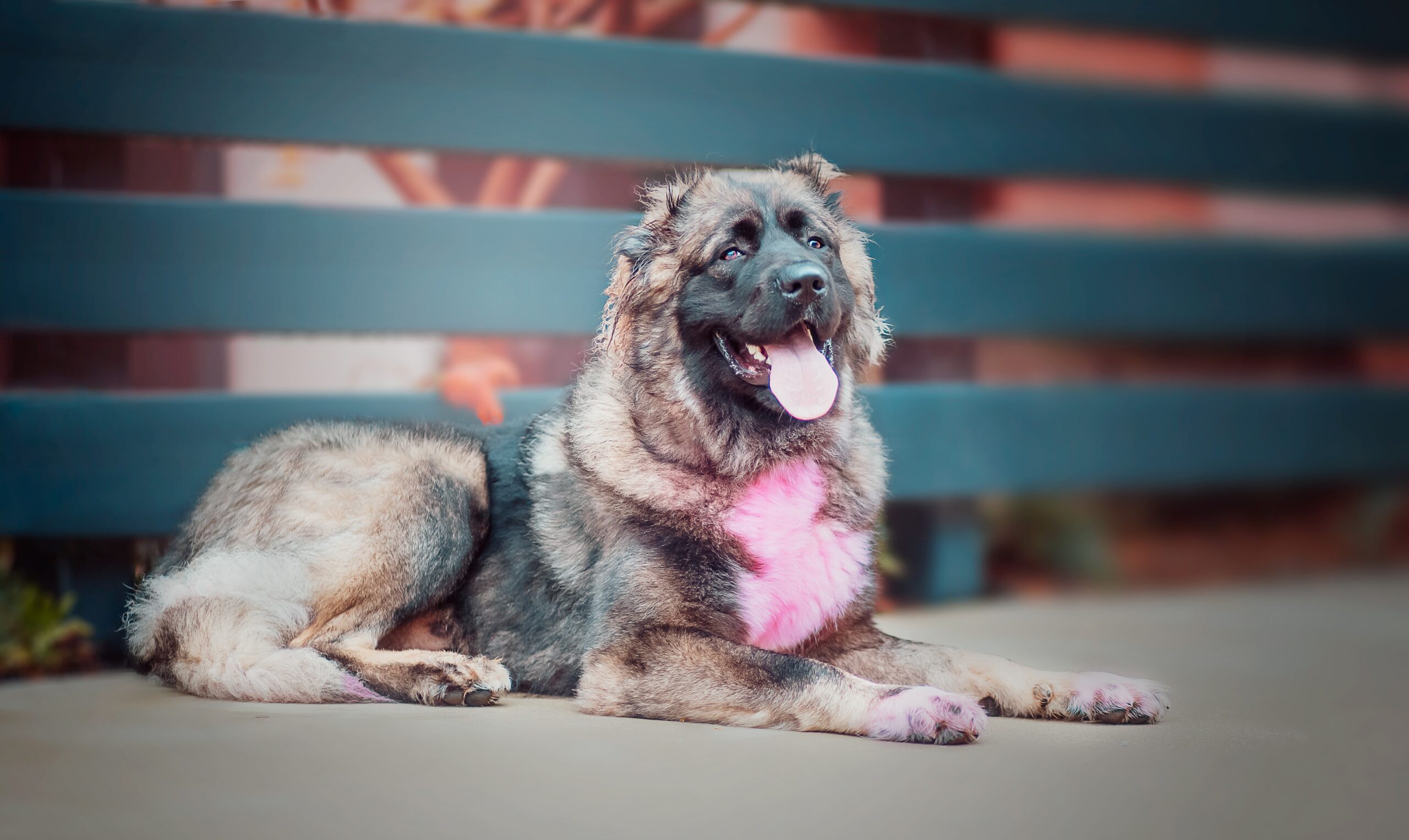 Caucasian Shepherd Dog (image credits: wikimedia)