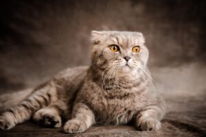 Scottish Fold Cats: Adorable Ears, Extra Attention