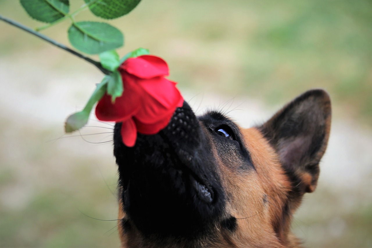 German Shepherd: Loyal, Smart, and Ready for Action (image credits: pixabay)