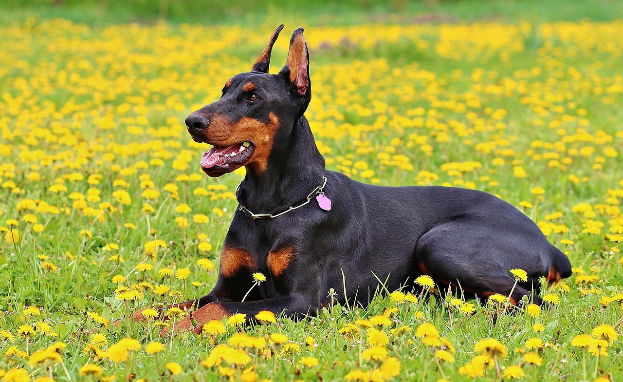 Doberman Pinscher: Sharp and Devoted (image credits: pixabay)