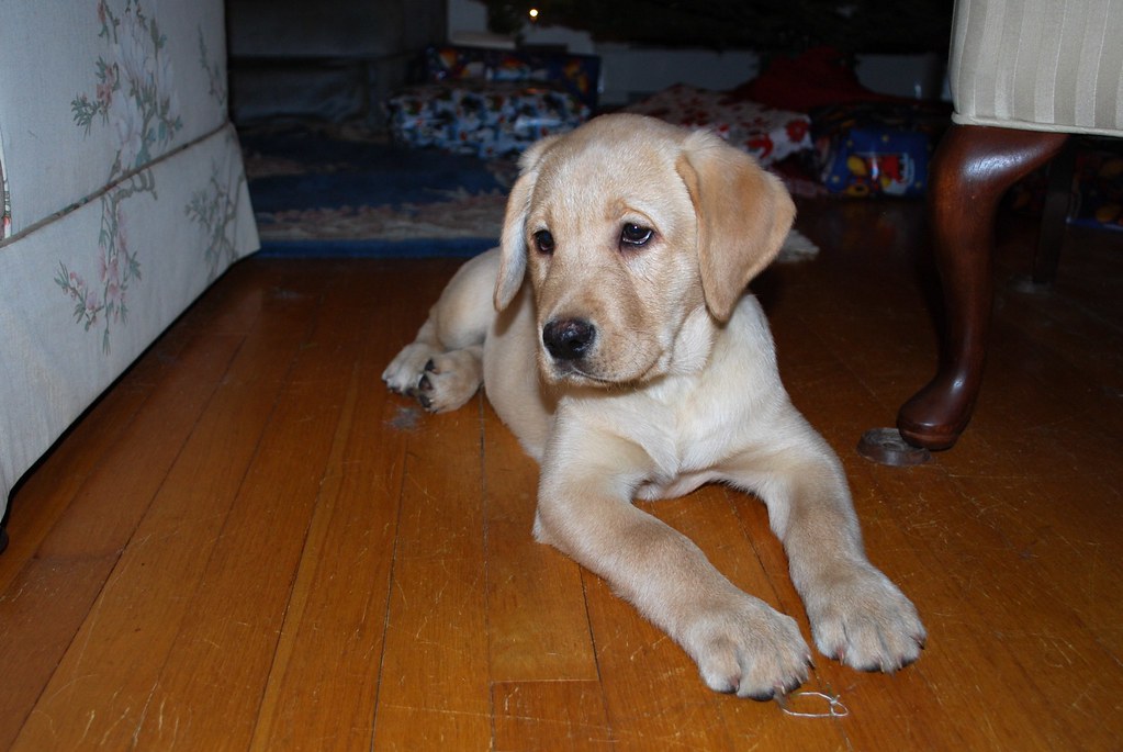Labrador Retriever: Eager and Enthusiastic Learner (image credits: flickr)