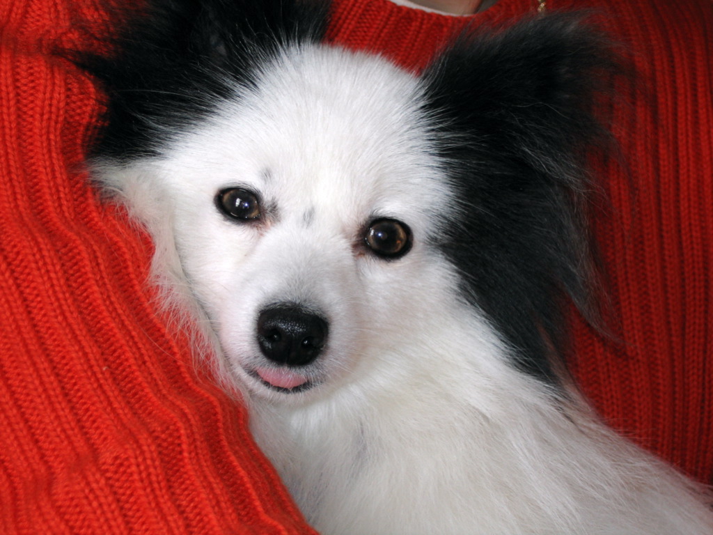 Papillon: Tiny, Lively, and Clever (image credits: wikimedia)