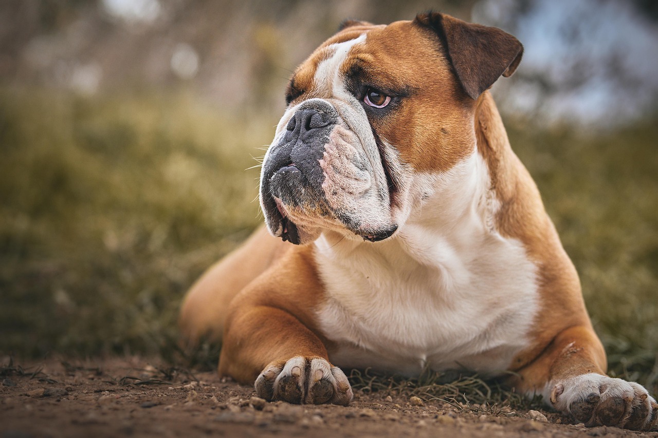Bulldog: Gentle and Laid-Back Learner (image credits: pixabay)