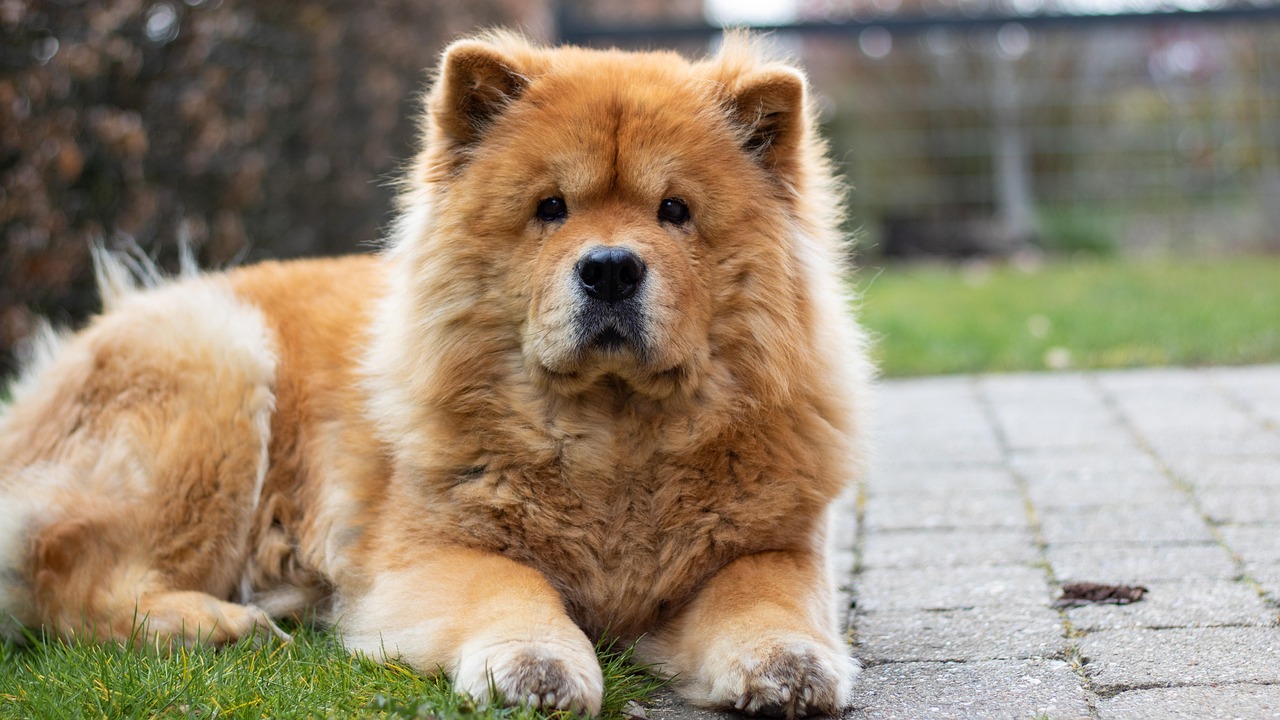 Chow Chow: The Reserved Thinker (image credits: pixabay)