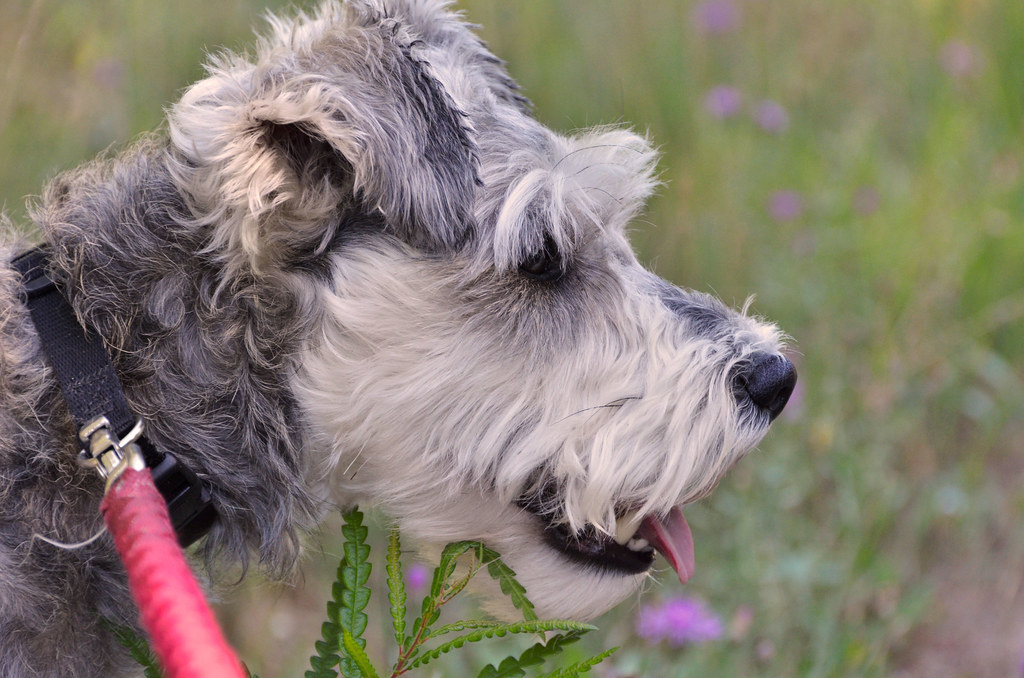 1. Your First Dog’s Personality Is Everything (image credits: flickr)