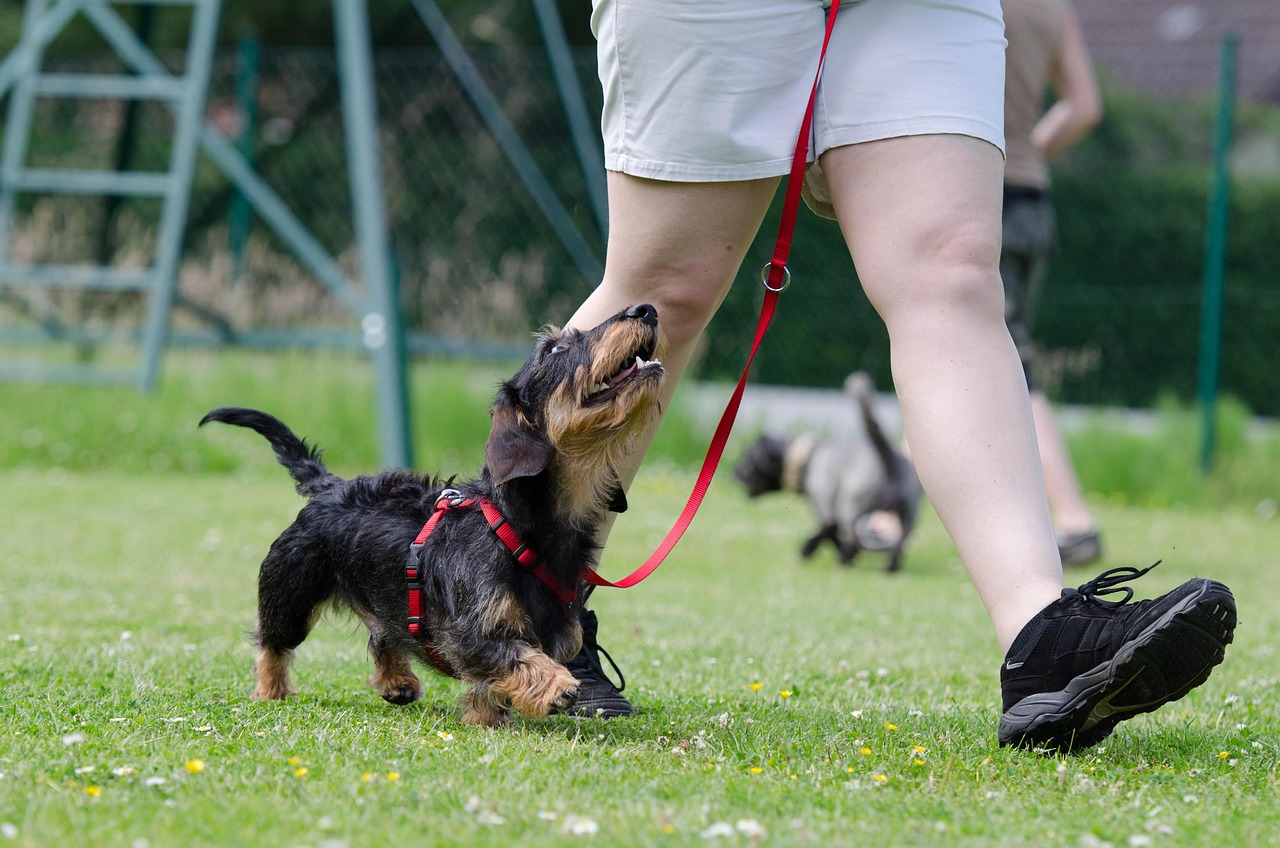 Keep Training Sessions Short and Sweet (image credits: pixabay)