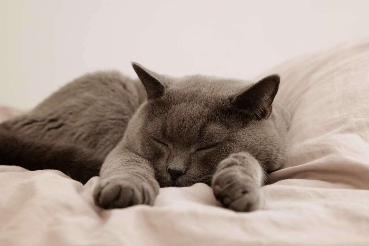 Sleep Patterns Reveal Inner Struggles (image credits: pixabay)