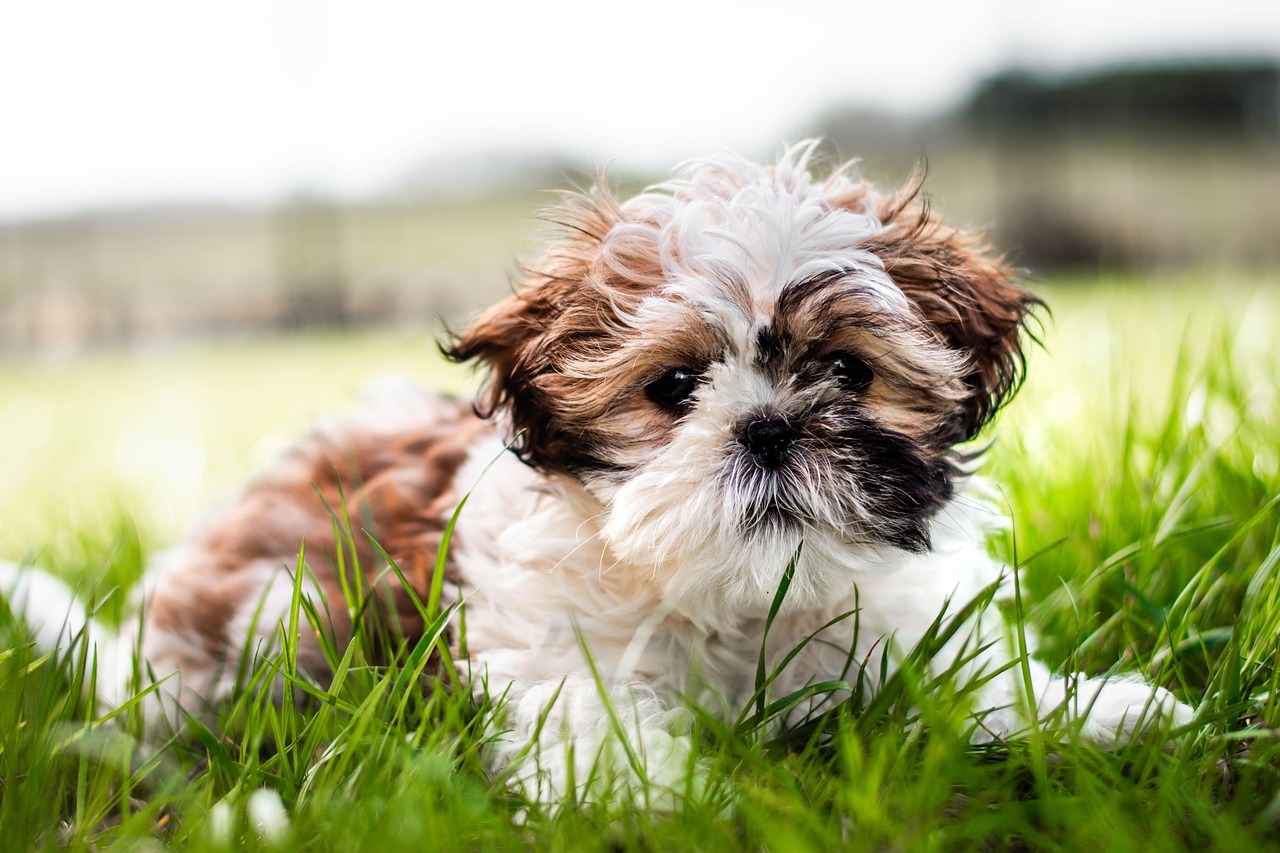 Small Pets Need Big Protection (image credits: pixabay)