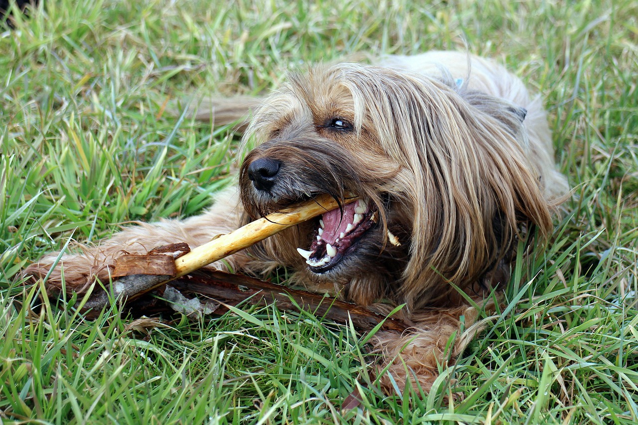 Dental Health Benefits Are Often Overstated (image credits: pixabay)