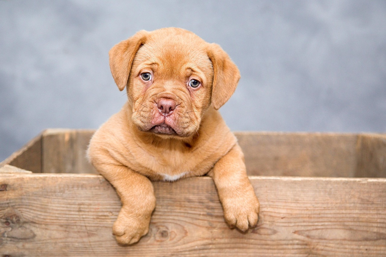 Understanding Why Some Dogs Avoid Toys (image credits: pixabay)