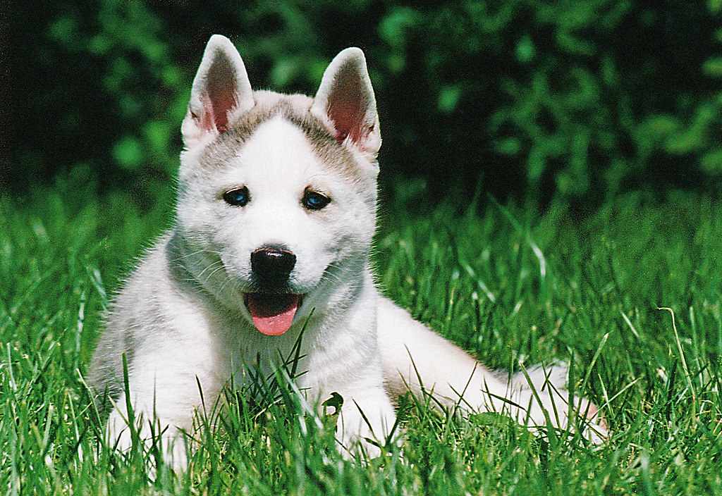 The Most Intuitive Dog Breeds for Each Zodiac Sign