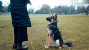 10 Emotional Mistakes People Make During Dog Training