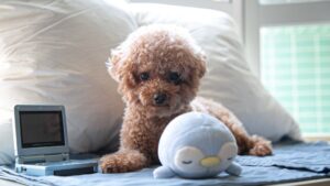 Want a Dog That Lives Longer? Here Are 10 Breeds With the Longest Lifespans